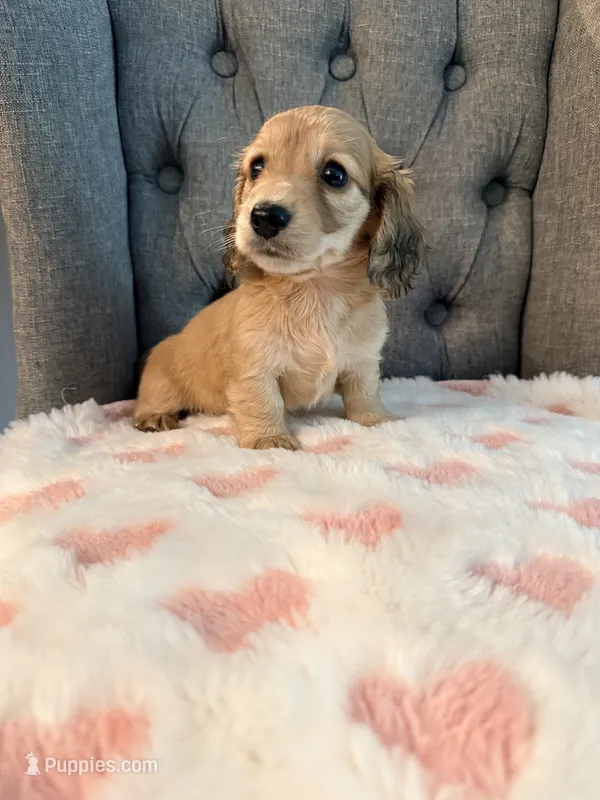 🩷Lil Miss Dolly🩷 – Miniature Dachshund puppy for sale in Plum, PA