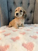🩷Lil Miss Dolly🩷, a female Miniature Dachshund for sale in Plum, PA – 1 of 9