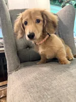 💕Paisley💕, a female Miniature Dachshund for sale in Plum, PA – 3 of 9