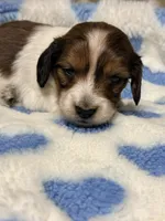 🩵Charley🩵, a male Miniature Dachshund for sale in Plum, PA – 3 of 7