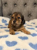 🩵Duey🩵, a male Miniature Dachshund for sale in Plum, PA – 4 of 4