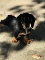 Charlie, a male Miniature Dachshund for sale in Plum, PA – Photo 5 of 10