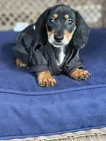 Charlie, a male Miniature Dachshund for sale in Plum, PA – Photo 3 of 10