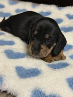 Charlie, a male Miniature Dachshund for sale in Plum, PA – Photo 10 of 10