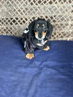 Charlie, a male Miniature Dachshund for sale in Plum, PA – Photo 1 of 10