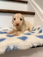 💚Fozzy💚, a male Miniature Dachshund for sale in Plum, PA – 2 of 8