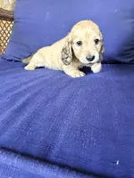 💚Guinness💚, a male Miniature Dachshund for sale in Plum, PA – 4 of 8
