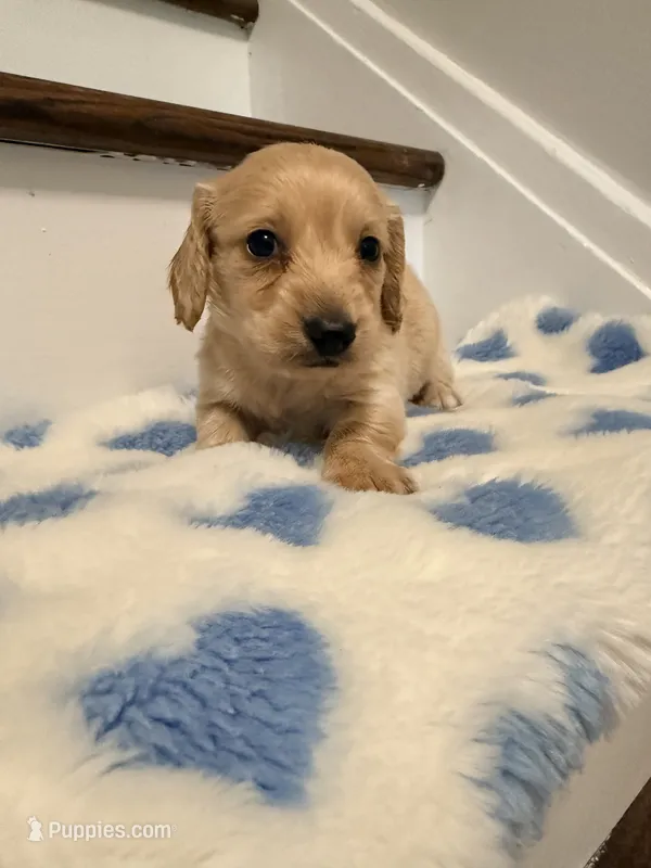 💙Boba💙 – Miniature Dachshund puppy for sale in Plum, PA
