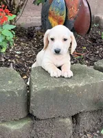 🩵Olaf🩵, a male Miniature Dachshund for sale in Plum, PA – 6 of 8