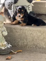 DASHA🩷, a female Miniature Dachshund for sale in Plum, PA – Photo 2 of 8