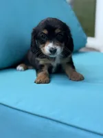 DASHA🩷, a female Miniature Dachshund for sale in Plum, PA – Photo 4 of 8