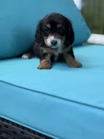 DASHA🩷, a female Miniature Dachshund for sale in Plum, PA – Photo 6 of 8