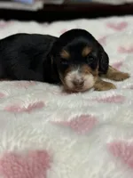 DASHA🩷, a female Miniature Dachshund for sale in Plum, PA – Photo 5 of 8