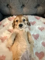 🩷Lil Miss Dolly🩷, a female Miniature Dachshund for sale in Plum, PA – 3 of 9