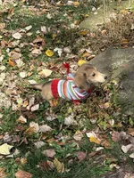 Cream LH Ava🩷, a female Miniature Dachshund for sale in Plum, PA – Photo 4 of 10