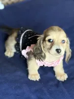 Cream LH Ava🩷, a female Miniature Dachshund for sale in Plum, PA – Photo 7 of 10