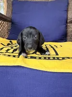 💚Onyx💚, a male Miniature Dachshund for sale in Plum, PA – 3 of 6