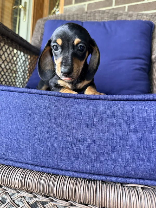 🩷Greta🩷 – Miniature Dachshund puppy for sale in Plum, PA