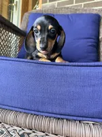 🩷Greta🩷, a female Miniature Dachshund for sale in Plum, PA – 1 of 7