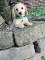 💙Boba💙, a male Miniature Dachshund for sale in Plum, PA – 5 of 9