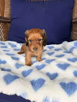 💙Oscar💙, a male Miniature Dachshund for sale in Plum, PA – Photo 2 of 5