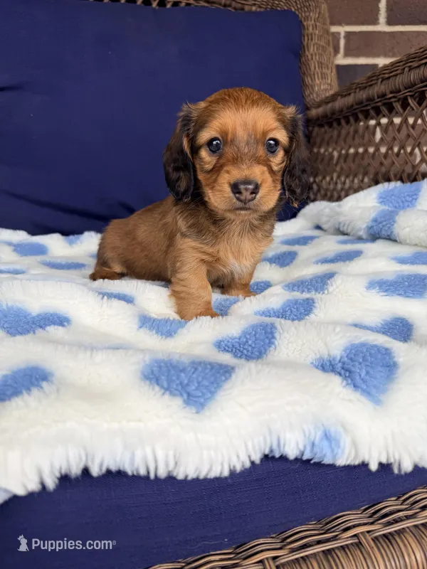 💙Oscar💙 – Miniature Dachshund puppy for sale in Plum, PA