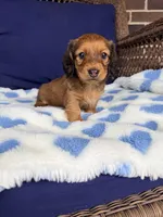 💙Oscar💙, a male Miniature Dachshund for sale in Plum, PA – Photo 1 of 5