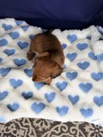 💙Oscar💙, a male Miniature Dachshund for sale in Plum, PA – Photo 5 of 5