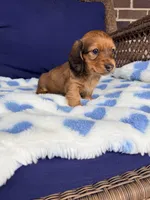 💙Oscar💙, a male Miniature Dachshund for sale in Plum, PA – Photo 4 of 5