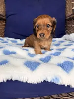💙Oscar💙, a male Miniature Dachshund for sale in Plum, PA – Photo 3 of 5