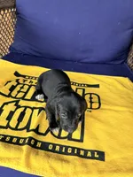 💚Onyx💚, a male Miniature Dachshund for sale in Plum, PA – 5 of 6