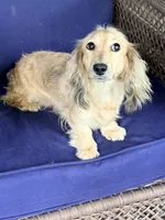🩷Lil Miss Dolly🩷, a female Miniature Dachshund for sale in Plum, PA – 8 of 9