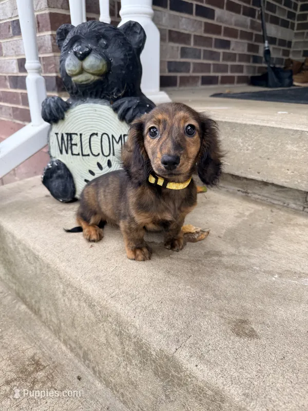 ❤️Maisy❤️ – Miniature Dachshund puppy for sale in Plum, PA