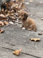 Benson🩵, a male Miniature Dachshund for sale in Plum, PA – Photo 6 of 10