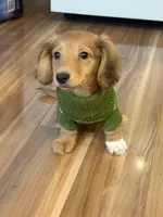 Benson🩵, a male Miniature Dachshund for sale in Plum, PA – Photo 1 of 10