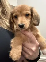 Benson🩵, a male Miniature Dachshund for sale in Plum, PA – Photo 5 of 10