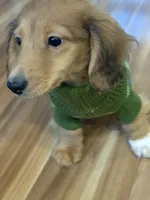 Benson🩵, a male Miniature Dachshund for sale in Plum, PA – Photo 2 of 10