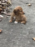 Benson🩵, a male Miniature Dachshund for sale in Plum, PA – Photo 7 of 10
