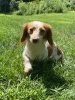 Benson🩵, a male Miniature Dachshund for sale in Plum, PA – Photo 10 of 10