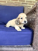 💚Guinness💚, a male Miniature Dachshund for sale in Plum, PA – 5 of 8