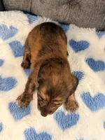 💙Luey💙, a male Miniature Dachshund for sale in Plum, PA – 2 of 4