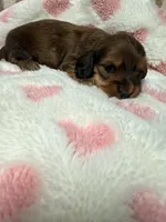 🩷Clara🩷, a female Miniature Dachshund for sale in Plum, PA – 2 of 5