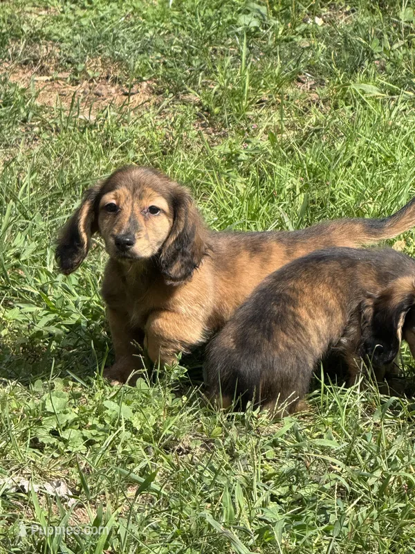 💚Huey💚 – Miniature Dachshund puppy for sale in Plum, PA