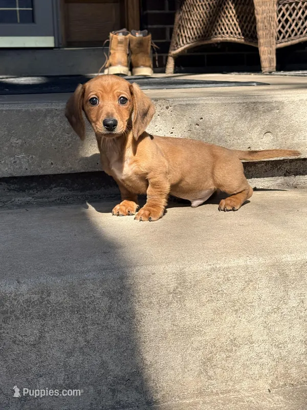 Stanley, a male Miniature Dachshund for sale in Plum, PA – Photo 1 of 8