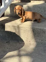 Stanley, a male Miniature Dachshund for sale in Plum, PA – Photo 6 of 8