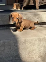 Stanley, a male Miniature Dachshund for sale in Plum, PA – Photo 3 of 8
