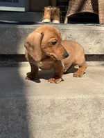 Stanley, a male Miniature Dachshund for sale in Plum, PA – Photo 2 of 8