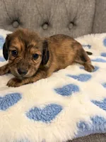 💙Luey💙, a male Miniature Dachshund for sale in Plum, PA – 4 of 4