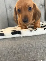 🩵Mario🩵, a male Miniature Dachshund for sale in Plum, PA – Photo 3 of 7