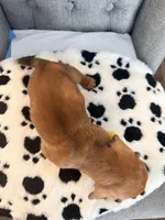 🩵Mario🩵, a male Miniature Dachshund for sale in Plum, PA – Photo 5 of 7